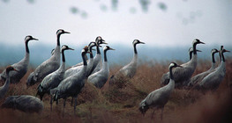 Common cranes