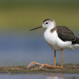 Black-winged stilt juvenile