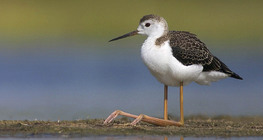 Black-winged stilt juvenile