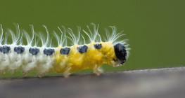 Caterpillar