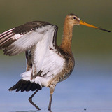 Black-tailed godwit