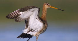 Black-tailed godwit