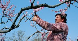 Pruning fruit trees