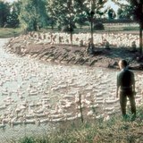 Ферма за патици