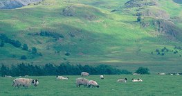 Herd of sheep in the British Isles