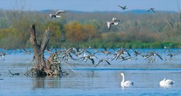 Waterbirds at Kis-Balaton (Hungary)