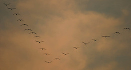 Flock of common cranes