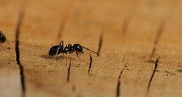 Ant