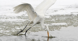 Great egret fishing