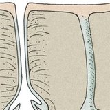 Skin glands: sebaceous gland