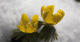 Winter aconite