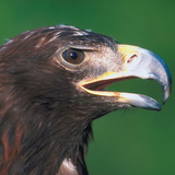 Морски орел