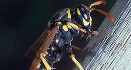 The vibrant colour of the wasp serves as a warning for its enemies