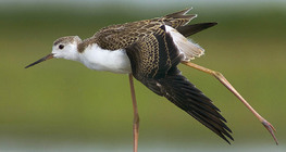 Black-winged stilt juvenile