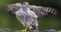 Northern goshawk