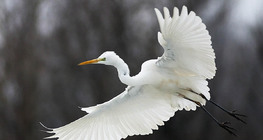 Great egret flying