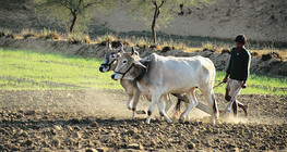 Ploughing with cattle