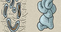 Skin glands: sweat gland