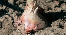Onion