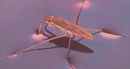 Water strider