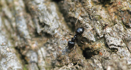 Ant