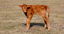 Calf