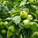 Green apple on the tree