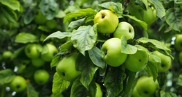 Green apple on the tree