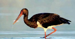 Black stork