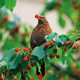 Blackbird eating sour cherry