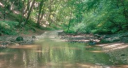 Cuha stream in the Bakony (Hungary)