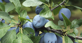Plums