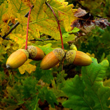Acorns