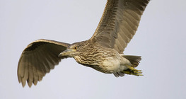 Black-crowned Night heron juvenile