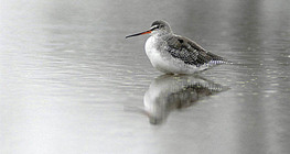 Spotted redshank