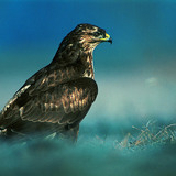Common buzzard