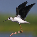 Juvenile Black-winged stilt flying