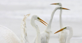 Egrets