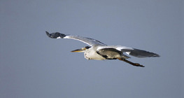 Grey heron flying