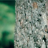 Trunk of an apple tree