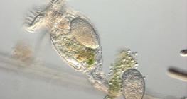 Wheel animal carrying eggs