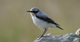Northern wheatear