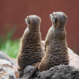 Meerkats