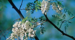 Black locust flowers