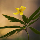 Лютиковидна съсънка