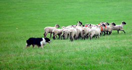 Herding dog with the flock