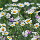 Oxeye daisy