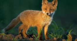 Fox cub