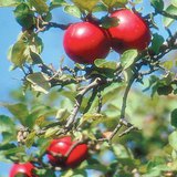 Ябълка сорт "Джонатан"