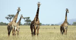 Giraffes in the Serengeti National Park